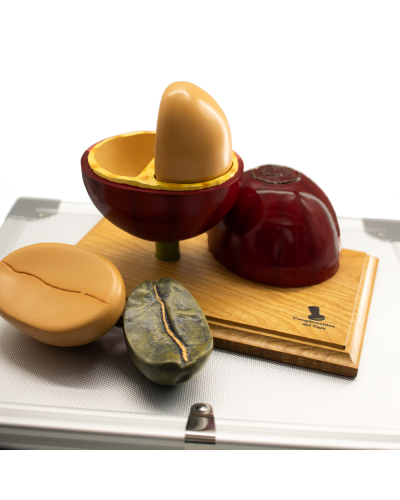 Complementos Del Cafe 3D Coffee Bean Model Set detail