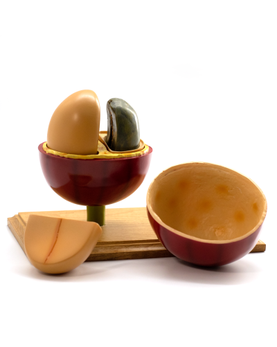 Complementos Del Cafe 3D Coffee Bean Model Set complete