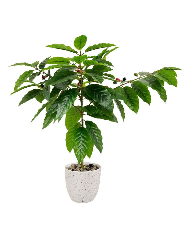 Complementos del Café Planta de Cereza del Café