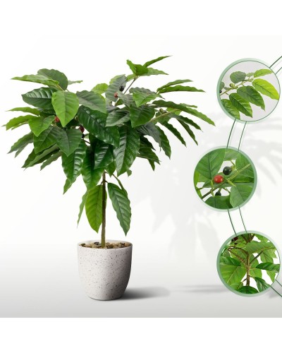 Complementos del Café Planta de Cereza del Café